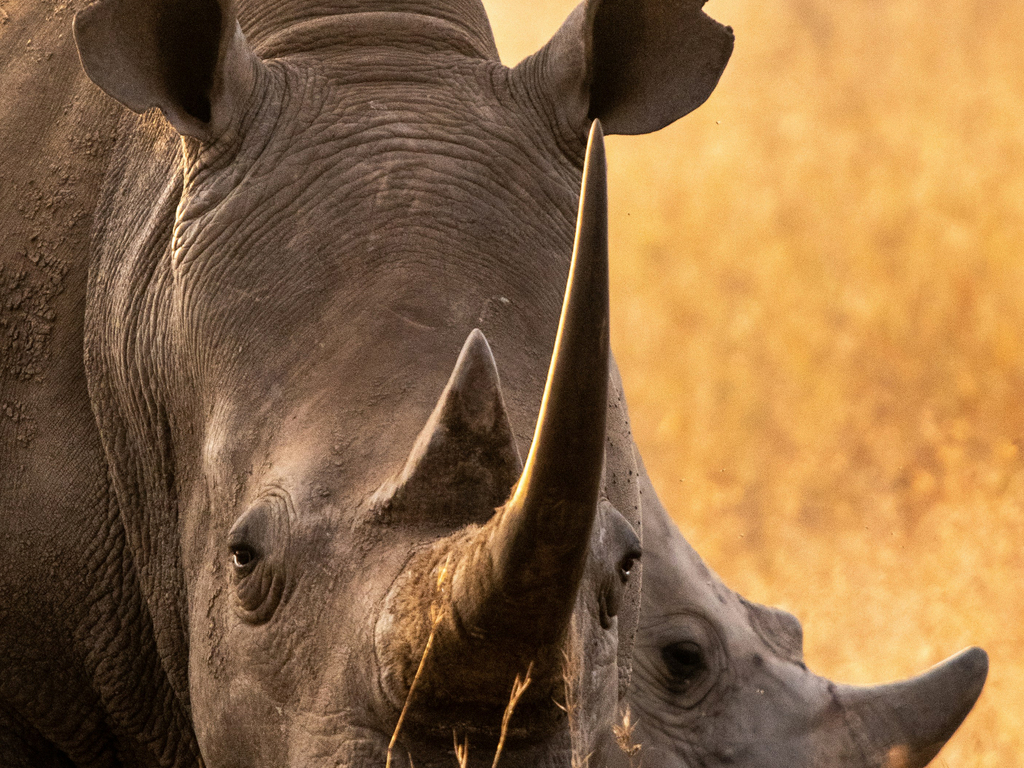 Family Safari in Kenya and Tanzania